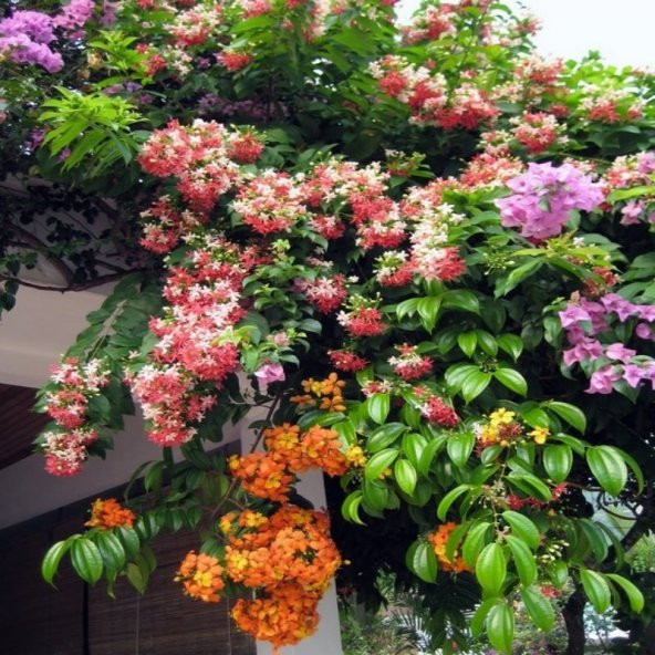 Quisqualis İndica Yoğun Kokulu Bindallı Sarmaşığı Fidanı (100-150 cm) - Resim 6