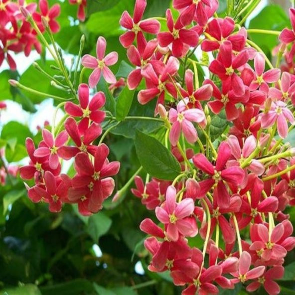 Quisqualis İndica Yoğun Kokulu Bindallı Sarmaşığı Fidanı (100-150 cm) - Resim 8