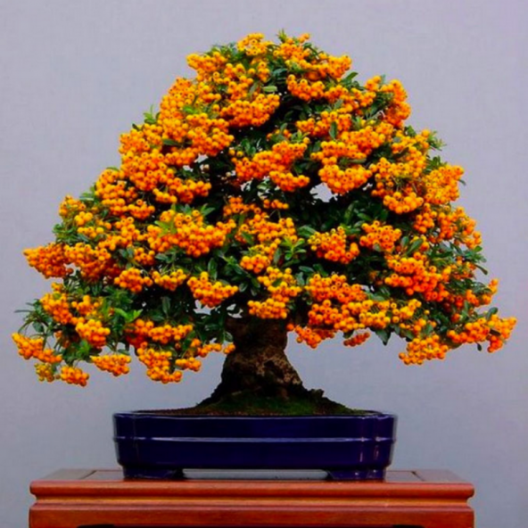 Bodur Ateşdikeni Fidanı Bonsai İçin Uygun Bitki Tohumu (15 tohum) - 4