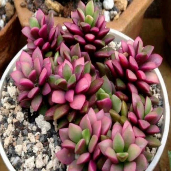 Anacampseros Telephiastrum Variegata Sukulent Tohumu (5 tohum) - 12