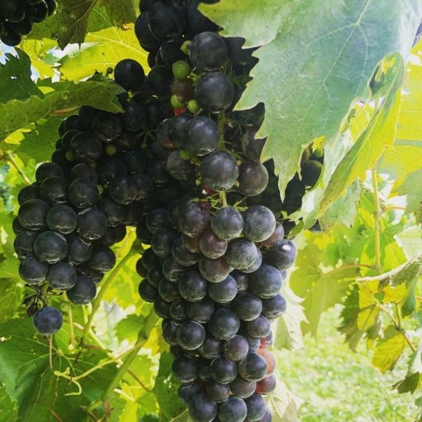 Tüplü İri Salkımlı Nevşehir Dimrit Üzüm Fidanı - 3