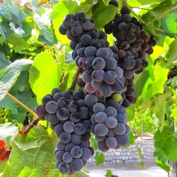 Tüplü İri Salkımlı Nevşehir Dimrit Üzüm Fidanı - 4