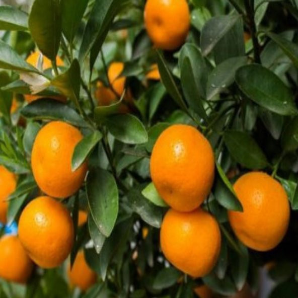 Tüplü Soğuklara Dayanıklı Satsuma Rize Mandalinası Fidanı - 6