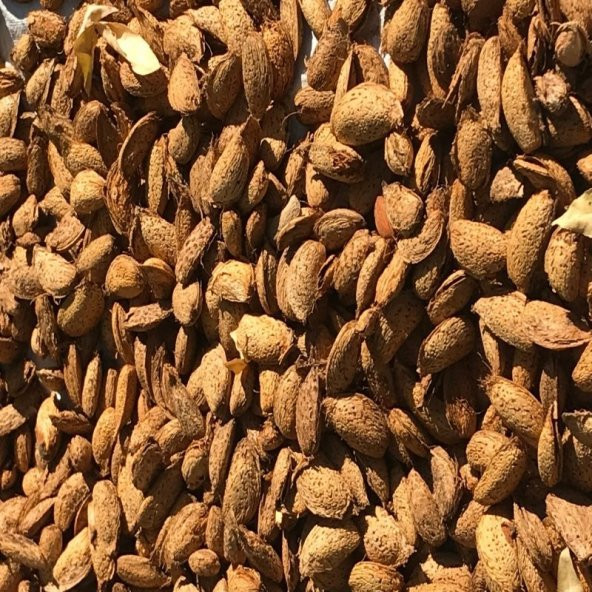 Tüplü Yarı Bodur İri Meyveli Ne Plus Ultra Elle Kırılan Badem Fidanı - 3