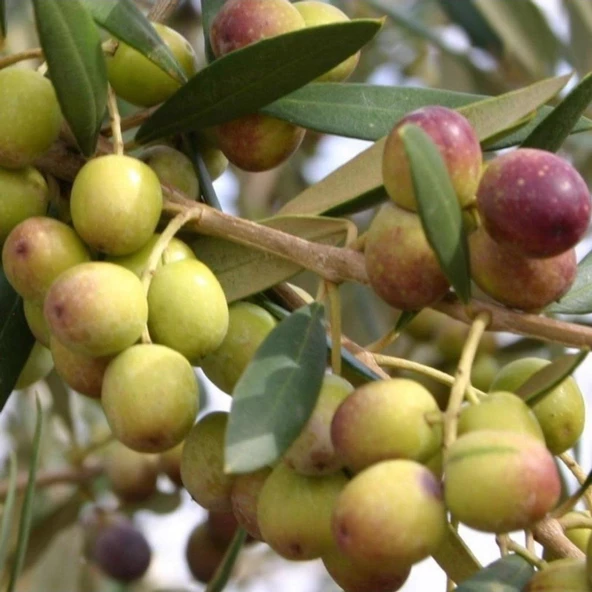 Tüplü Erken Verime Yatan Bodur Arbequına İspanyol Zeytin Fidanı