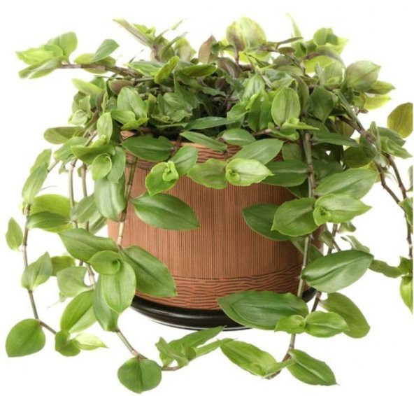 Tradescantia Flumensis Telgraf Çiçeği Fidesi(5 adet) - 5