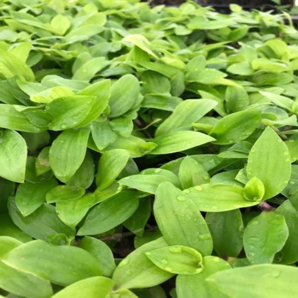 Tradescantia Flumensis Telgraf Çiçeği Fidesi(5 adet) - 2