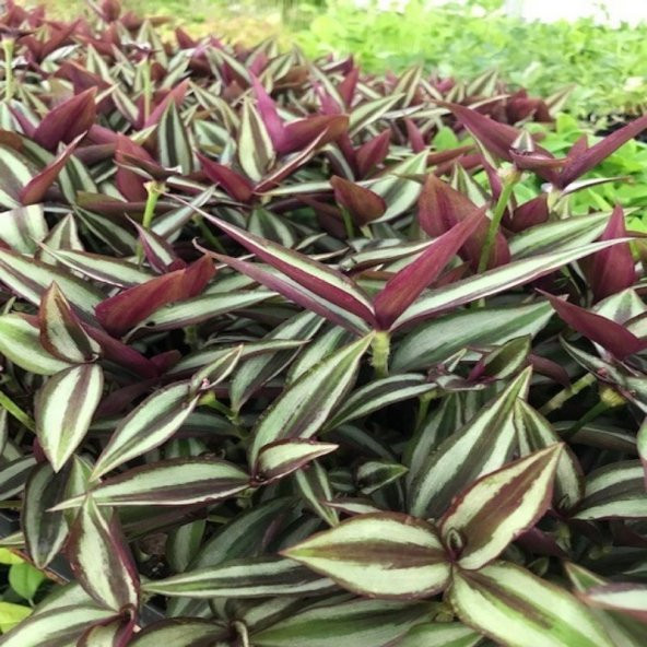Alacalı Yapraklı Tradescantia Zebrina Telgraf Çiçeği Fidesi (5 adet) - 2