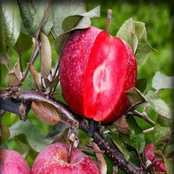 Tüplü Özel Üretim Baldur İçi Dışı Kırmızı Elma Fidanı