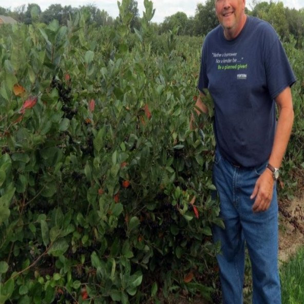 Siyah Aronya Aronia Chokeberry Fidanı (60-100 cm) - 4