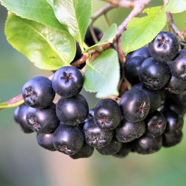 Siyah Aronya Aronia Chokeberry Fidanı (60-100 cm) - 11