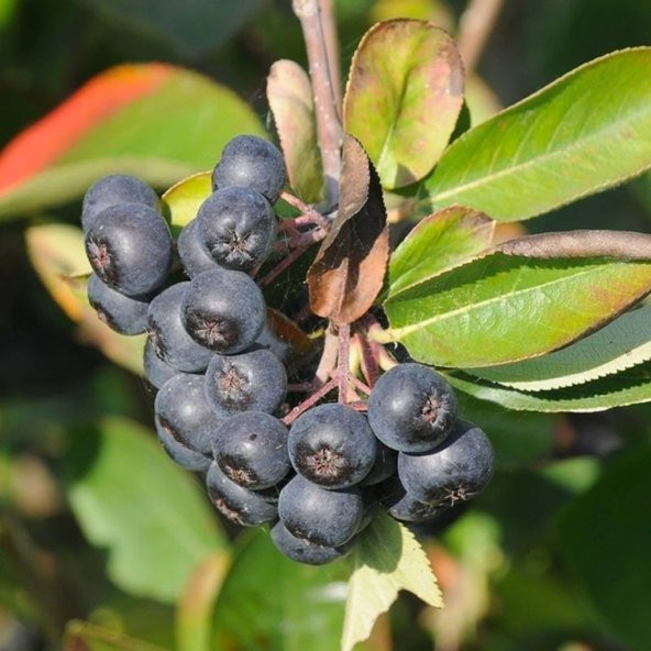Siyah Aronya Aronia Chokeberry Fidanı (60-100 cm) - 12