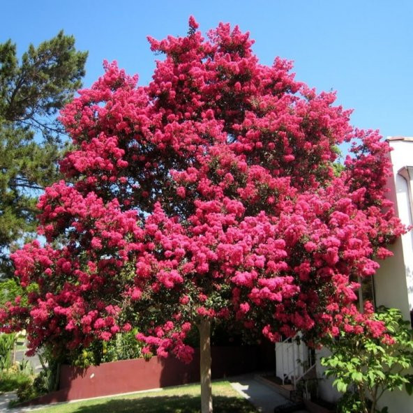 Pembe Renkli Oya Ağacı Tohumu (5 tohum)