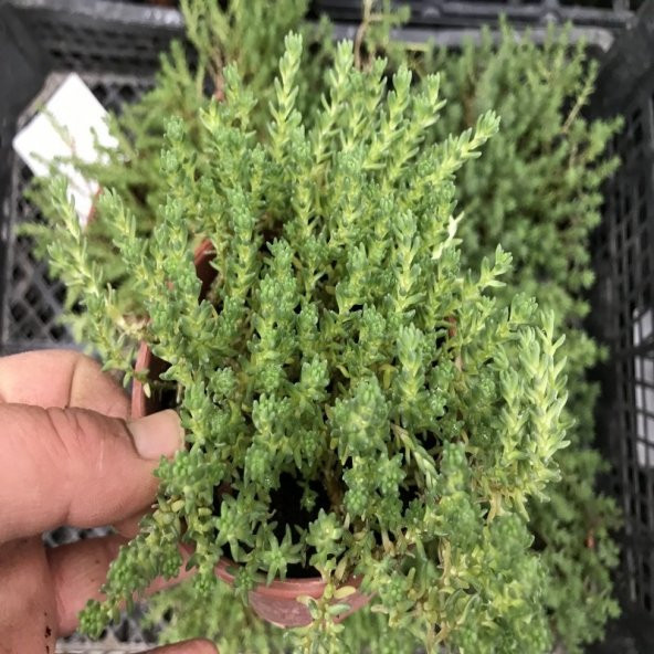 Sedum Albun Green No 16 (9 luk Saksıda) - 3
