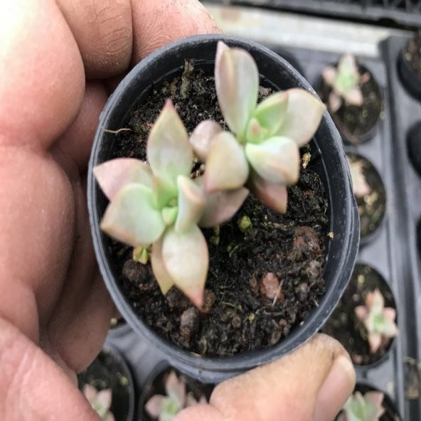 Echeveria Sukulent No 26 (5.5 luk Saksıda) - 3