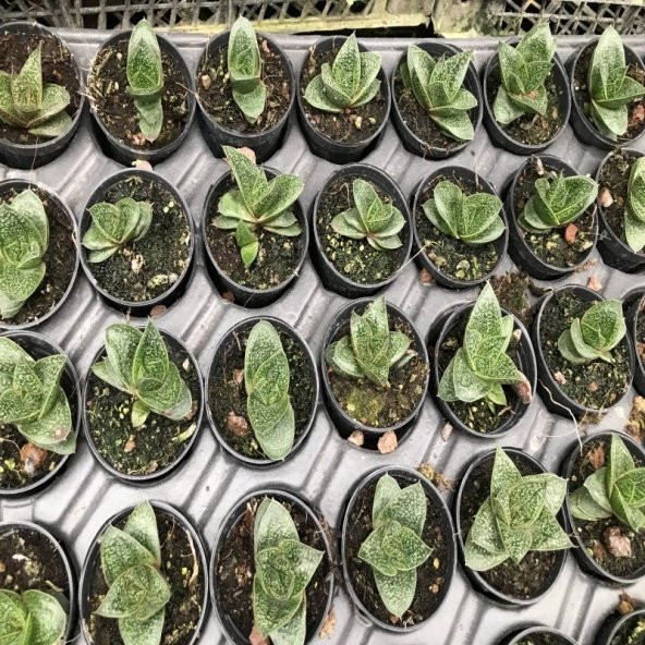 Gasteria Sukulent No 22 (5.5 luk Saksıda) - 2