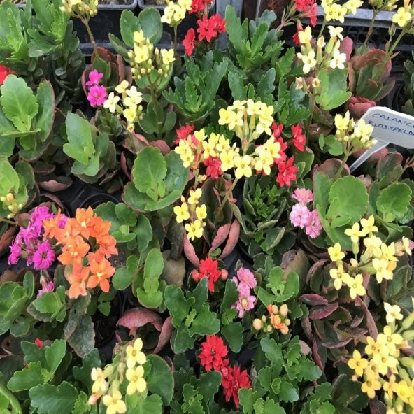 Calanco Blosfeld Sukulent No 27 (5.5 luk Saksıda) - 2