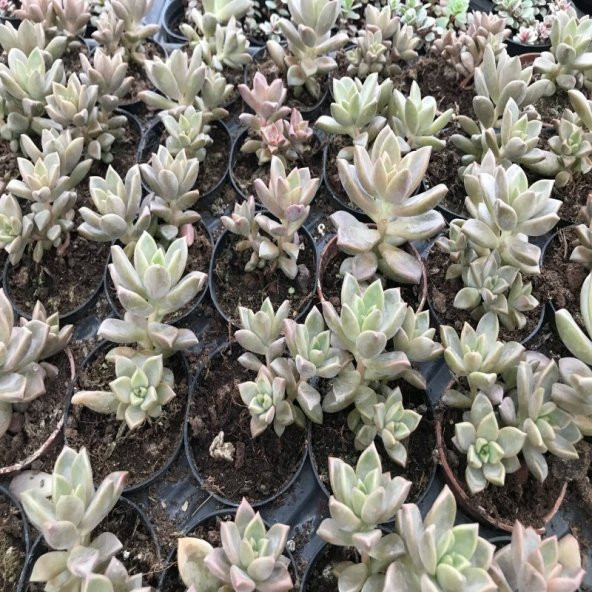 Echeveria Prolificia Sukulent No 46 (5.5 luk Saksıda) - 2