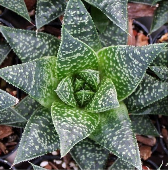 Gasteraloe Flow Howarthia Sukulent (5.5 Luk Saksıda) - 2