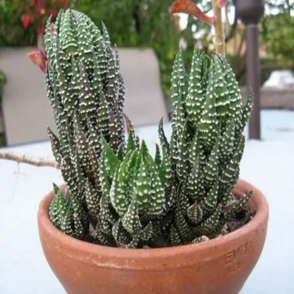 Özel Çeşit Haworthia Reinwardtii Zebra Wart Sukulent (5.5 Luk Saksıda) - 2