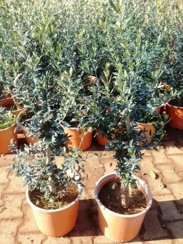 Saksıda Bodur Tipte Zeytin Fidanı Meyve Verme Durumunda (5-6 Yaş) 8-14 Kutur - 9