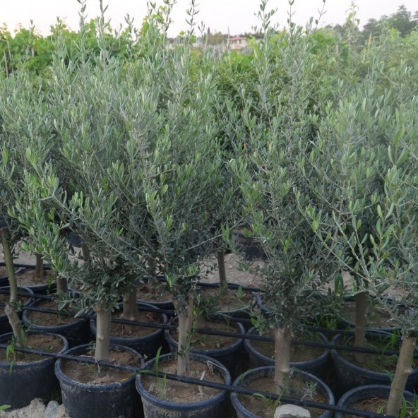 Saksıda Bodur Tipte Zeytin Fidanı Meyve Verme Durumunda (5-6 Yaş) 8-14 Kutur - 12