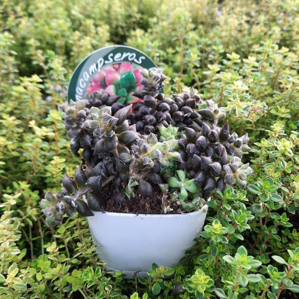 Anacampseros Rufescens Sukulent Özel Çeşit (8.5 Lüks Saksıda) - 3