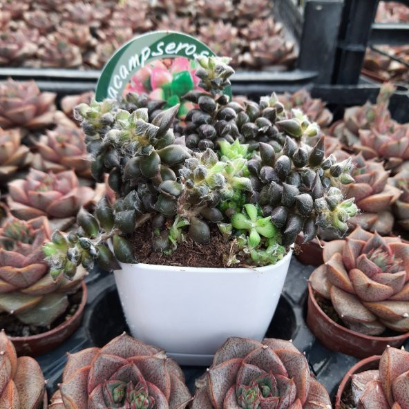 Anacampseros Rufescens Sukulent Özel Çeşit (8.5 Lüks Saksıda) - 4