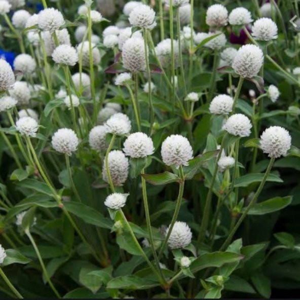 Gomphrena Globosa Beyaz Medine Çiçeği Tohumu(50 tohum)