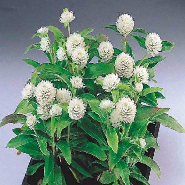 Gomphrena Globosa Beyaz Medine Çiçeği Tohumu(50 tohum) - 2