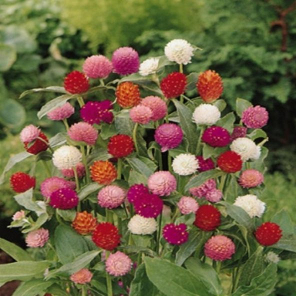 Gomphrena Globosa Beyaz Medine Çiçeği Tohumu(50 tohum) - 4