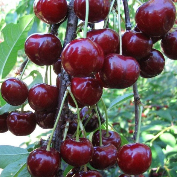 Tüplü Yarı Bodur Bigarreau Gaucher Kiraz Fidanı - 6