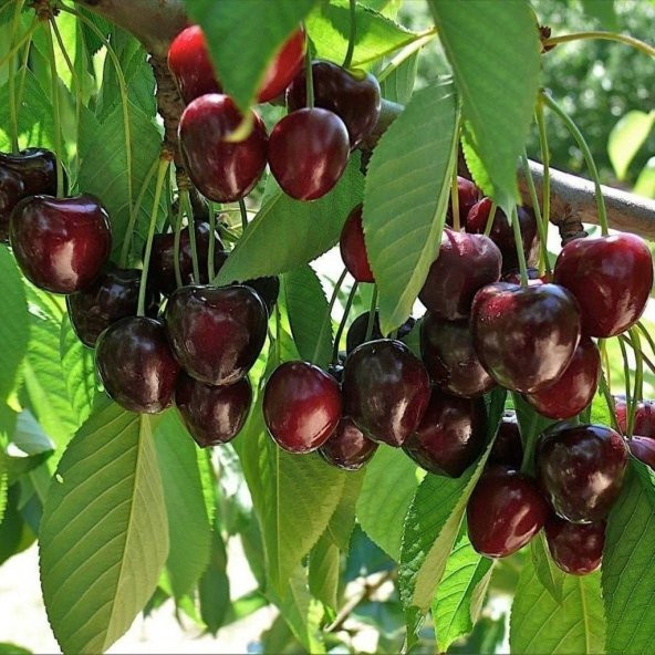 Tüplü Yarı Bodur Octavia Kiraz Fidanı - 10