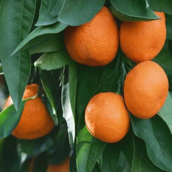 Tüplü Sulu Çekirdeksiz Owari Mandalin Fidanı - 7
