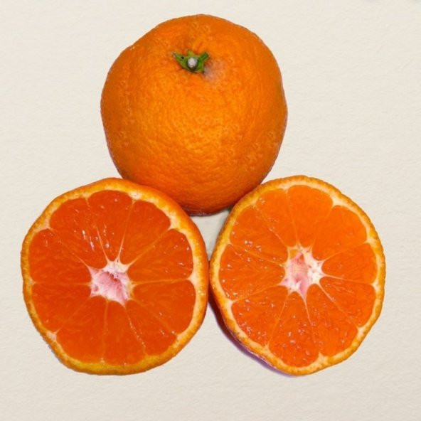 Tüplü Sulu Çekirdeksiz Owari Mandalin Fidanı - 8