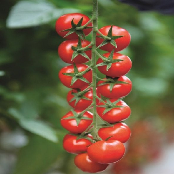 Margol F1(Hibrit) Domates Tohumu (10 tohum) - Resim 5