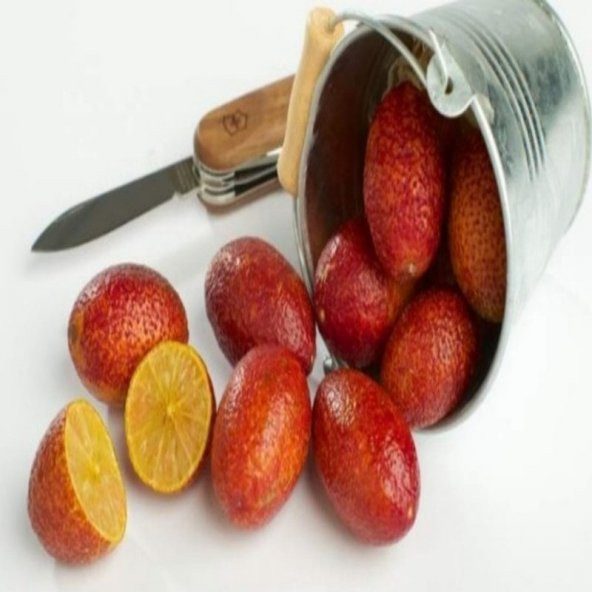 Tüplü Avustralya Blood Lime Limon Fidanı Meyve Verme Durumunda - 5