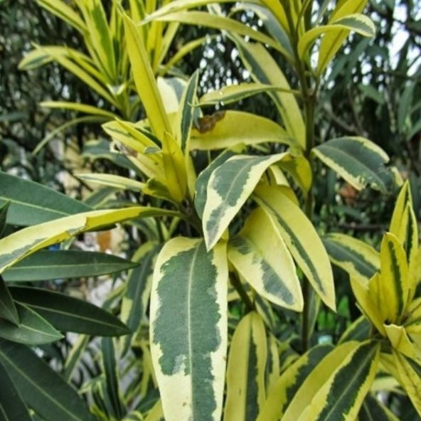 Tüplü Nerium Oleander Çift Renkli Alacalı Zakkum Fidanı - 8