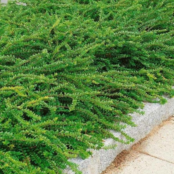 Bodur Lonicera Pileata Hanım Eli Fidanı - 2