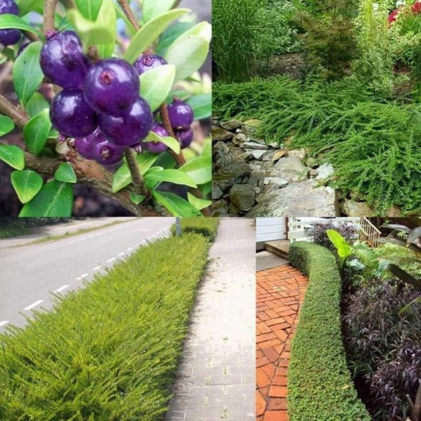 Bodur Lonicera Pileata Hanım Eli Fidanı - 6