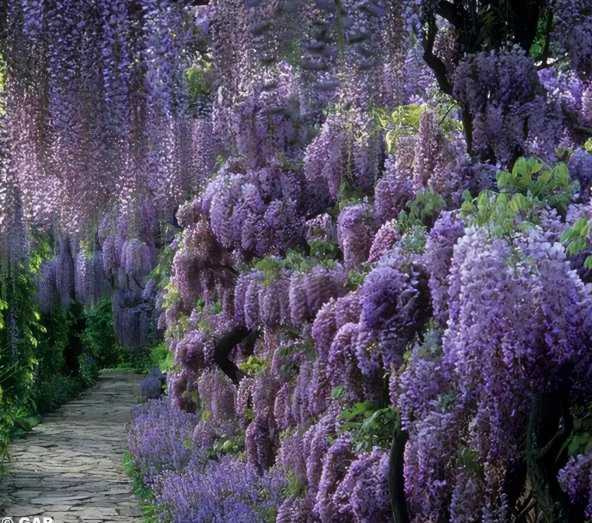 Tüplü Yoğun Kokulu Wisteria Sinensis Mor Salkım Fidanı (30-50 CM) 10 adet - 3