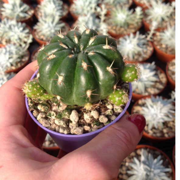 Lüks Saksıda Matucana Polzii Kaktüs (8.5 Luk Saksıda) - 6