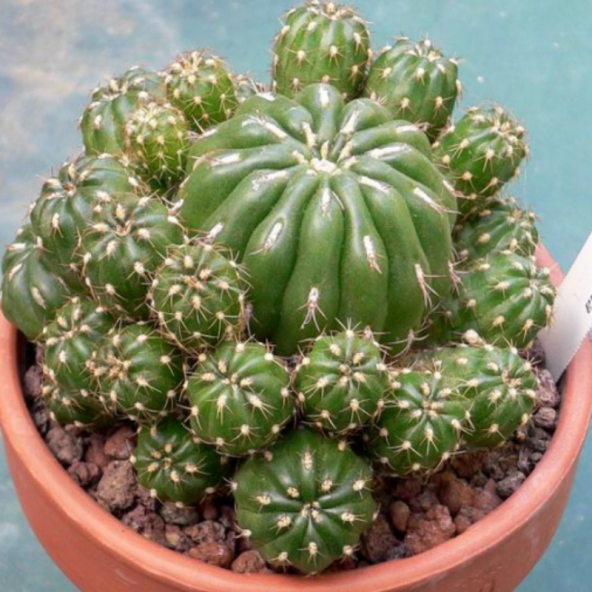 Lüks Saksıda Matucana Polzii Kaktüs (8.5 Luk Saksıda) - 11