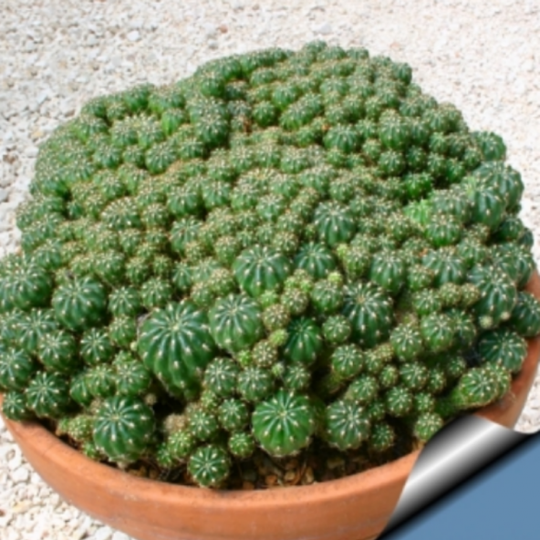 Lüks Saksıda Matucana Polzii Kaktüs (8.5 Luk Saksıda) - 5