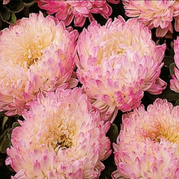 Paeony Duchesse Apricot Pompon Aster Çiçeği Tohumu (50 tohum) - 5