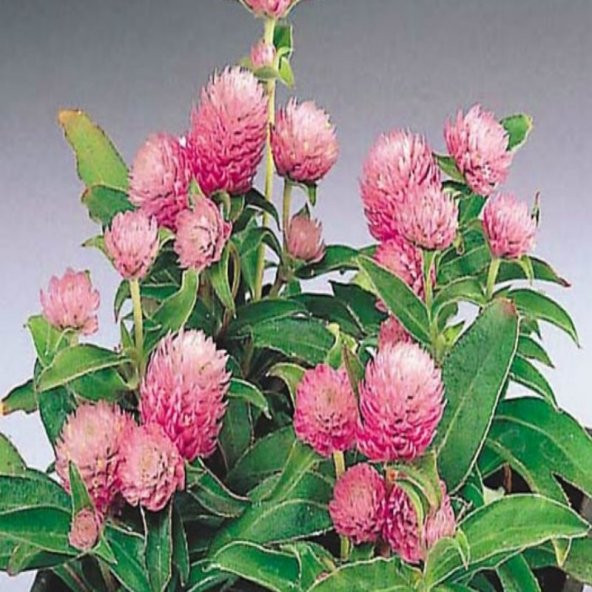 Gomphrena Globosa Pembe Medine Çiçeği Tohumu(50 tohum)