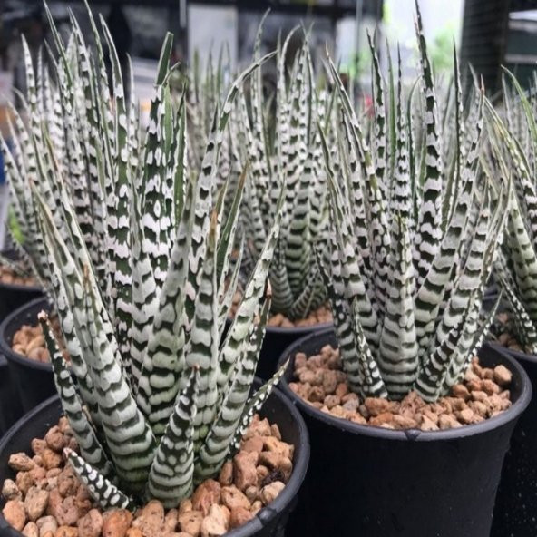 Haworthia Fasciata Alba Sukulent (7.5 Luk Saksıda) - 3