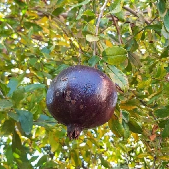 Tüplü Meyve Verme Durumunda Siyah Nar Fidanı (100-200 cm) - 4