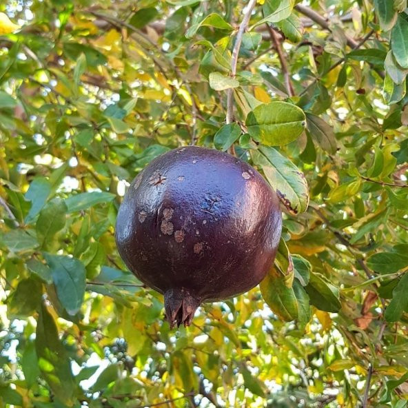 Tüplü Meyve Verme Durumunda Siyah Nar Fidanı (100-200 cm) - 7
