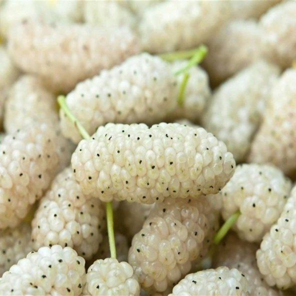 Tüplü Çekirdeksiz Ayaş Dut Fidanı Meyve Verme Yaşında (120-180 cm) - Resim 2